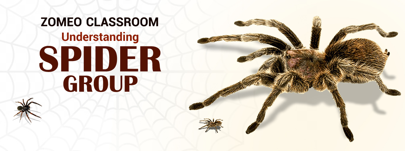 Spider Remedies: A Complete Understanding