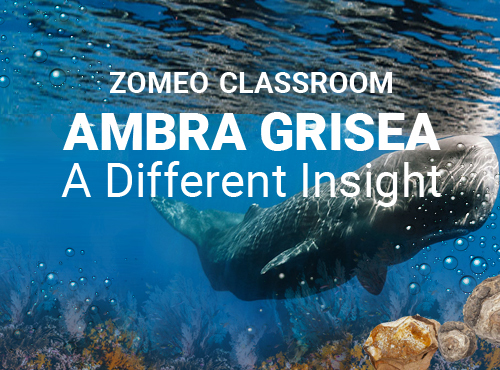 Ambra Grisea- A Different Insight