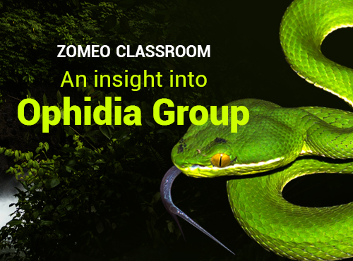 Zomeo Classroom - An insight into Ophidia Group