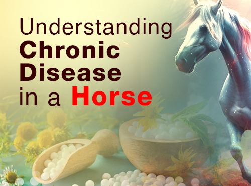 Understanding Chronic Disease in a Horse